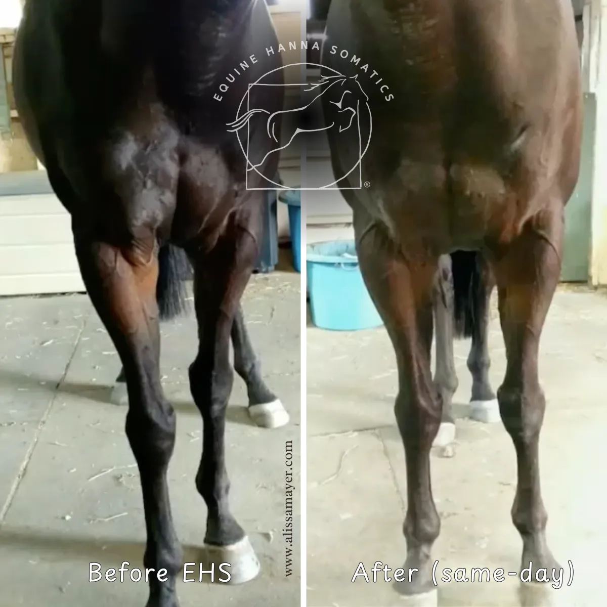 Thoracic Sling Muscles after Equine Hanna Somatics