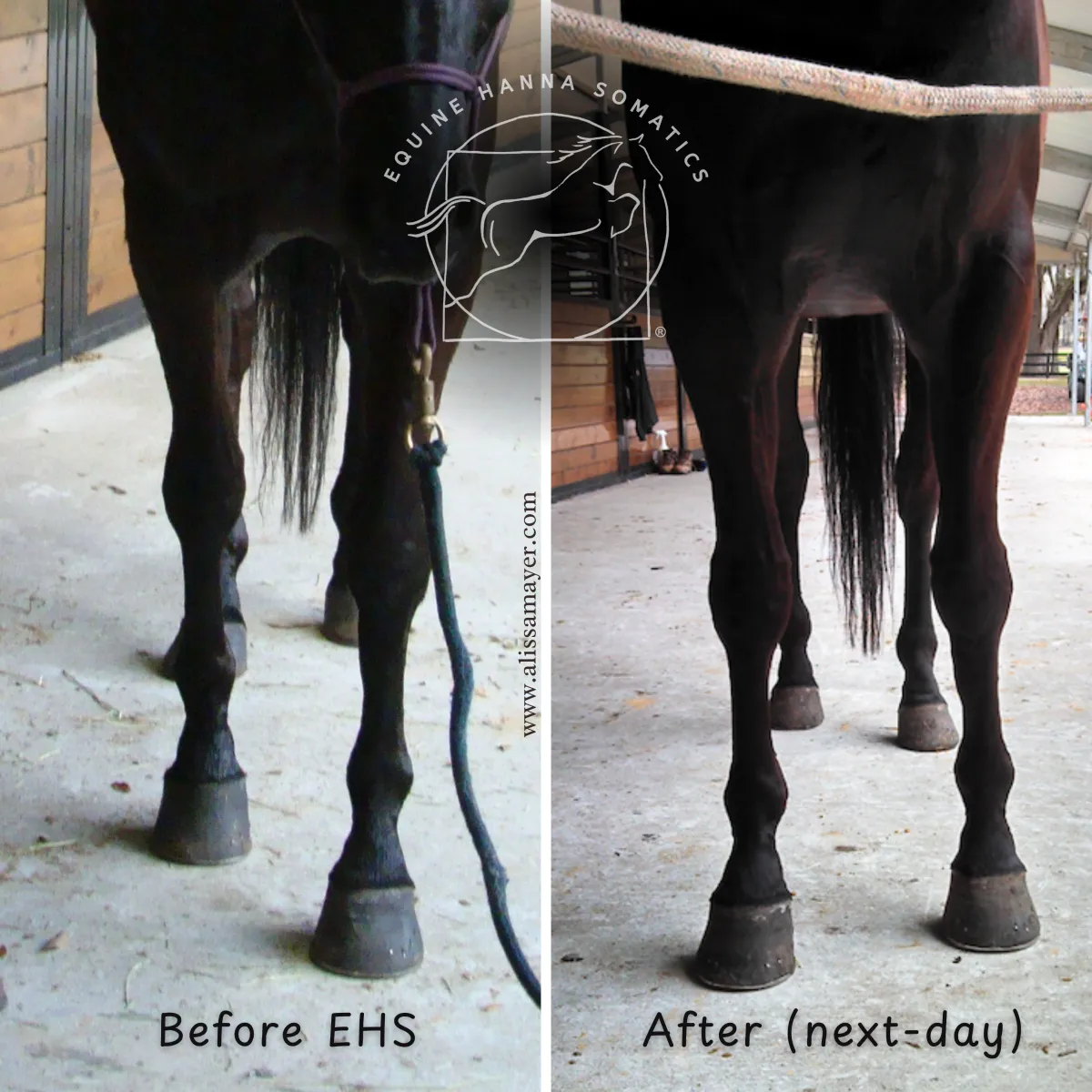 Base Narrow Posture and toed-in forelimb corrected with Equine Hanna Somatics