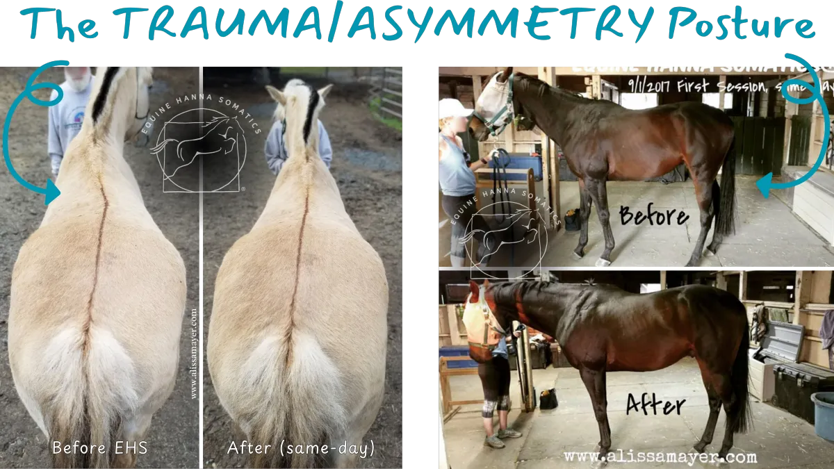 equine spinal integrity