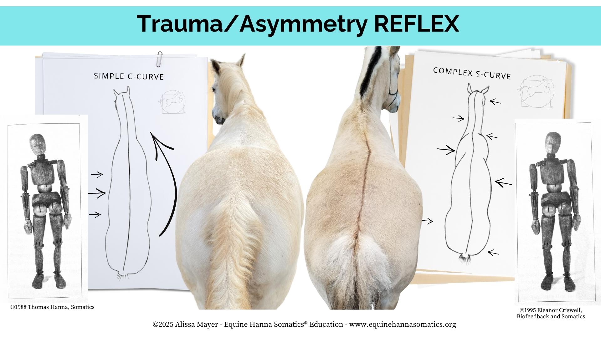 EHS Equine Trauma Asymmetry Posture