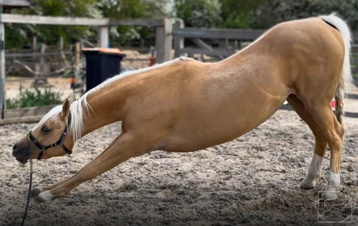 goat on a rock horse posture