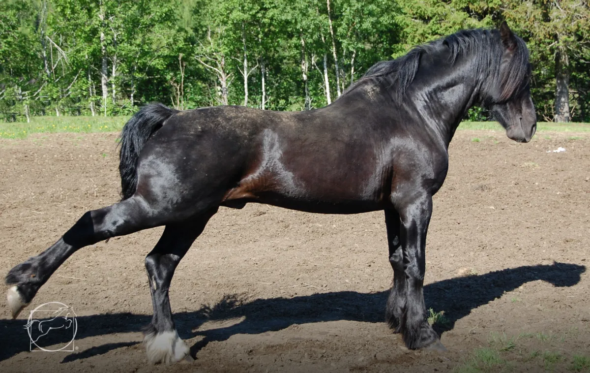 introverted horse, right brained introvert