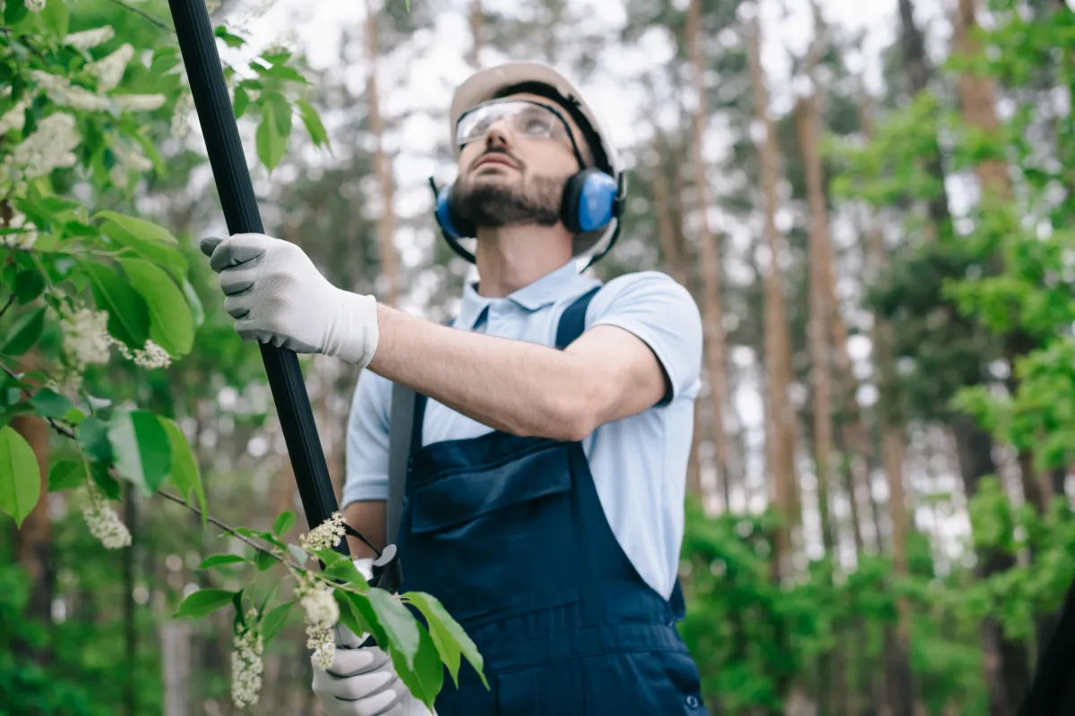 tree trimming and pruning