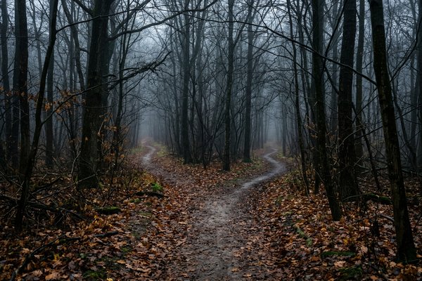 Thinking vs overthinking, fork in a misty forest path with bare autumn trees