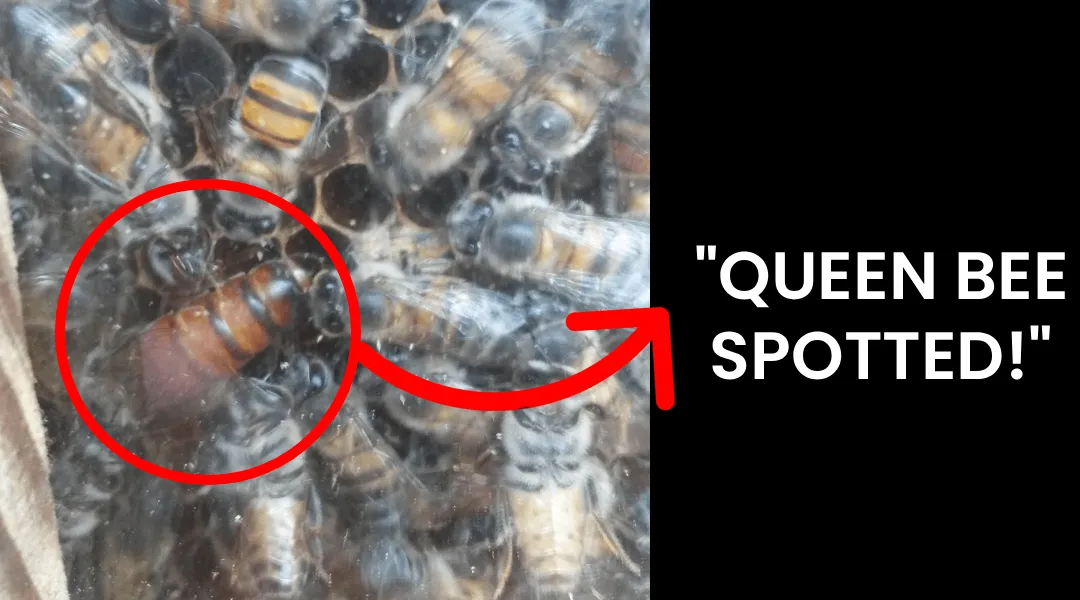 Catch your first swarm of bees