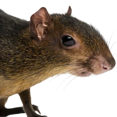 closeup photo of Meerkat on grass