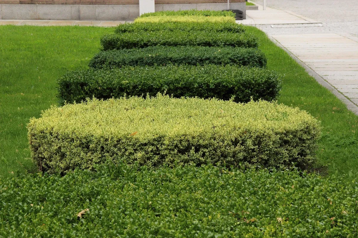 De Pere Wi Hedge & shrub trimming