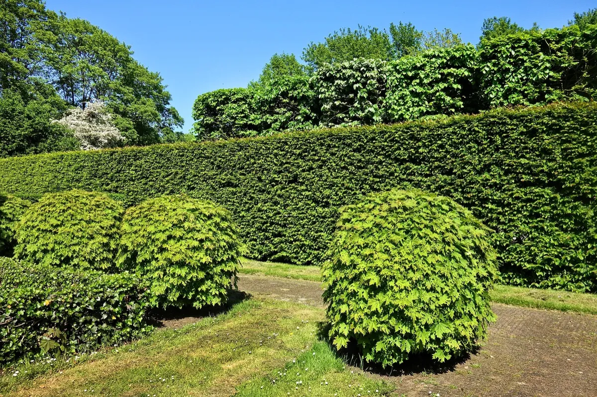 Bellevue Wi Hedge & shrub trimming