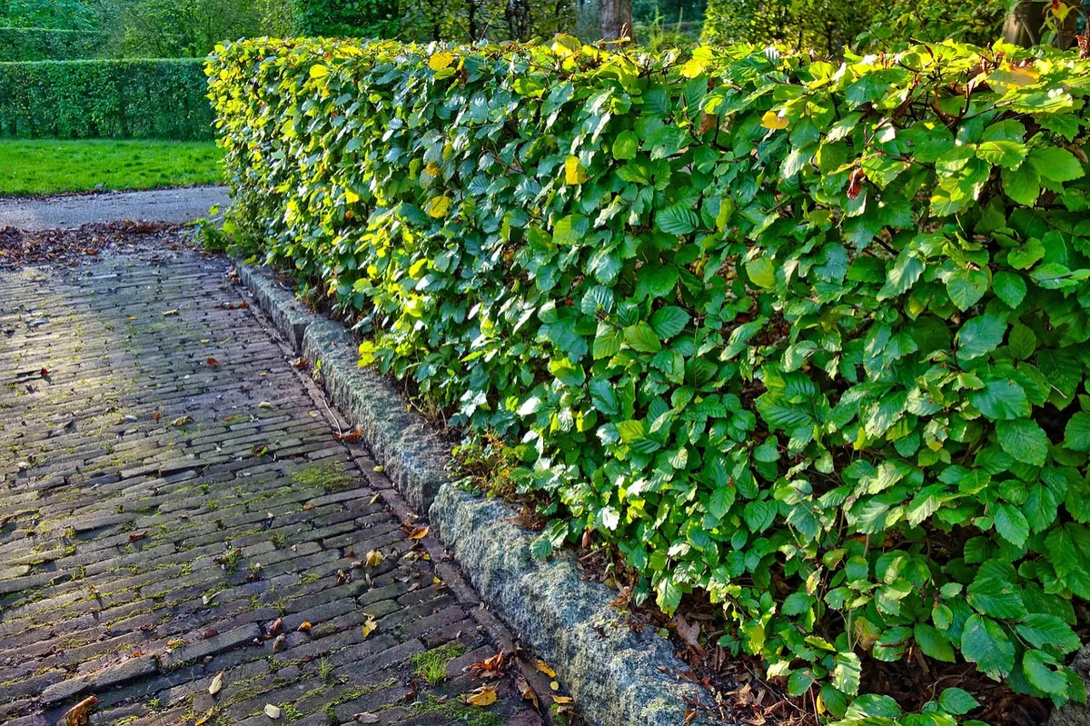 Green Bay WI Hedge & shrub trimming