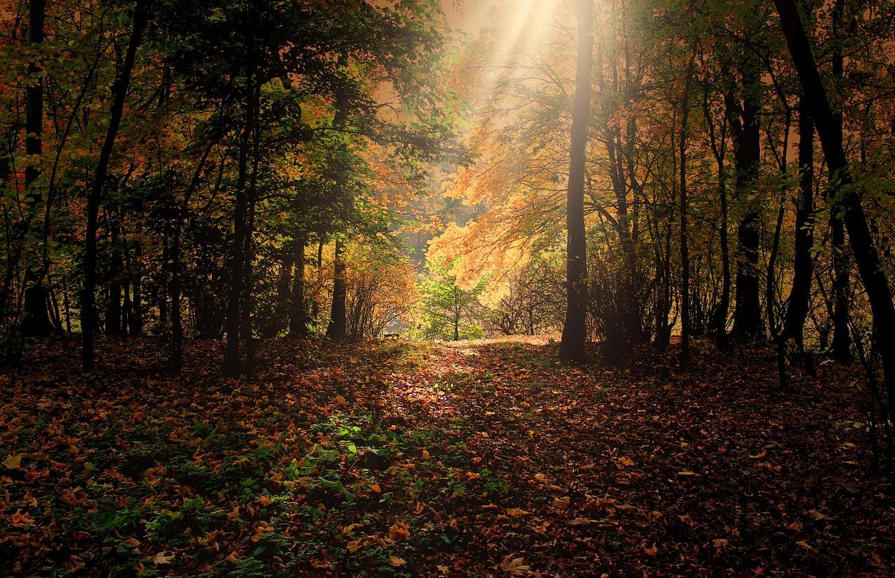 De Pere Wi Fall cleanup & leaf removal