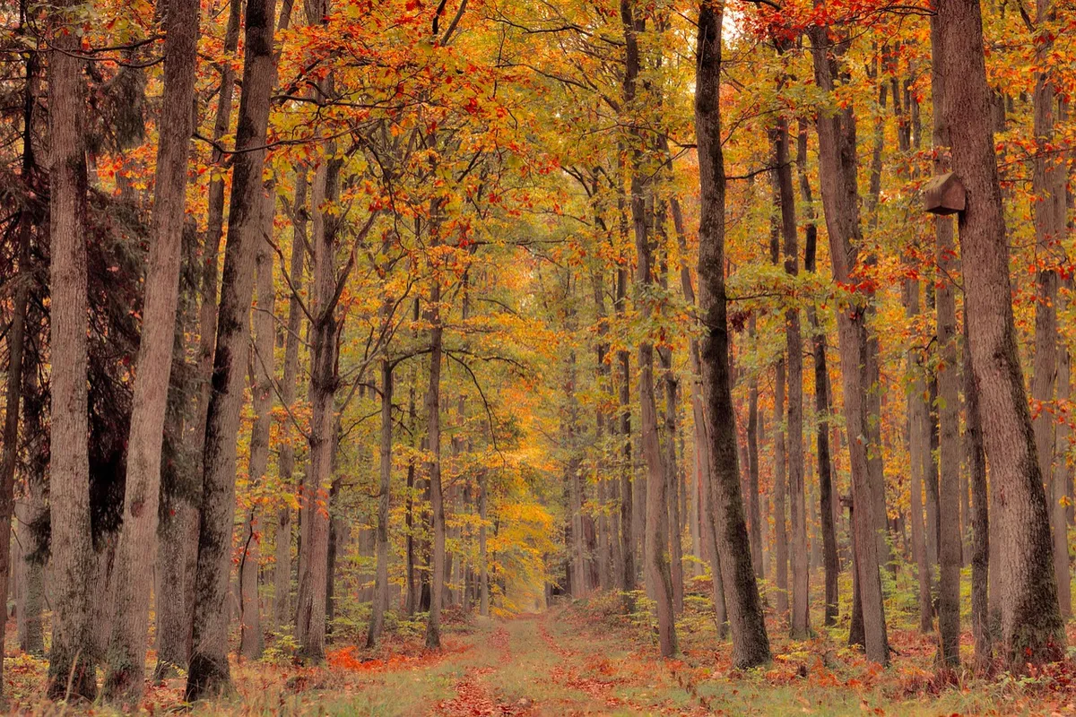 Bellevue Wi Fall cleanup & leaf removal