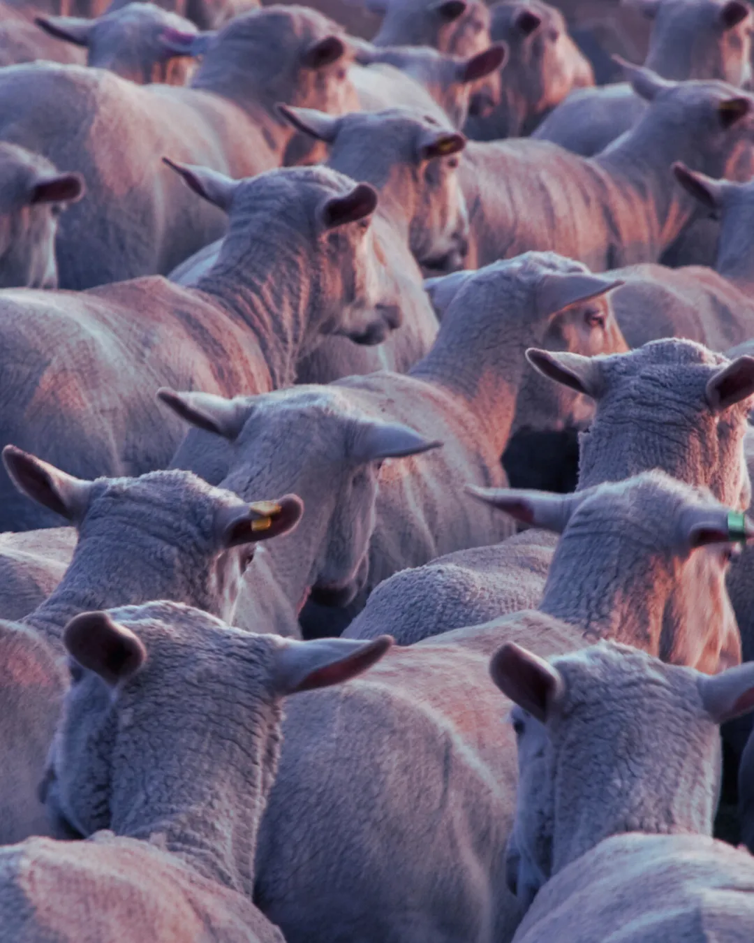 Healthy sheep and cattle in good veld condition