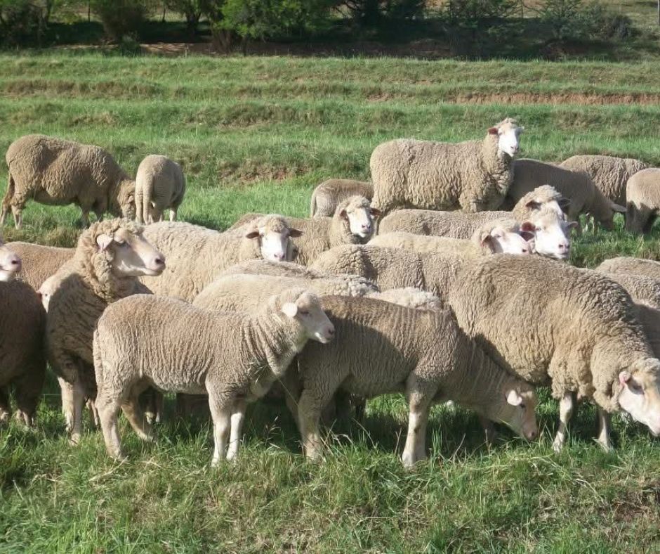 Sheep lick troughs and bags of Stormcrete feed on Karoo farm