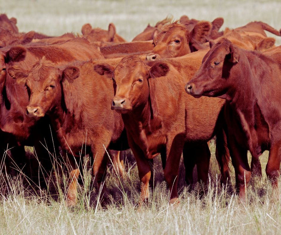 Beef cattle at PRO-FEED lick trough on dry veld