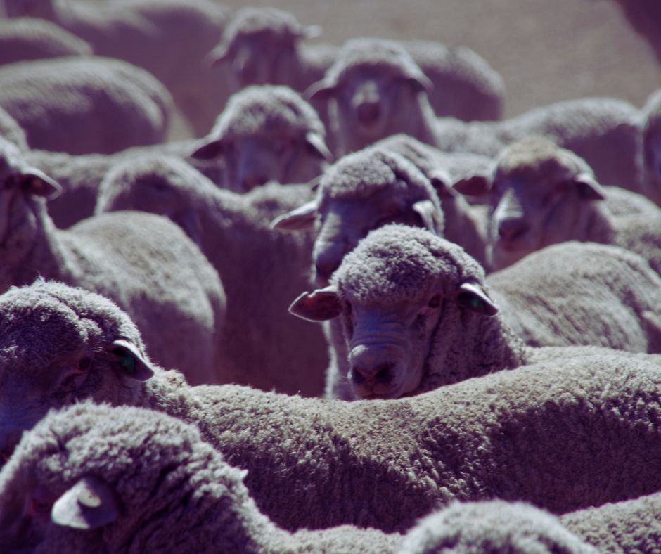 Healthy ewes and lambs on Karoo veld in good body condition
