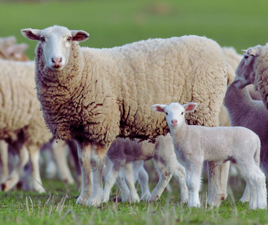 Sheep flock grazing on Karoo veld