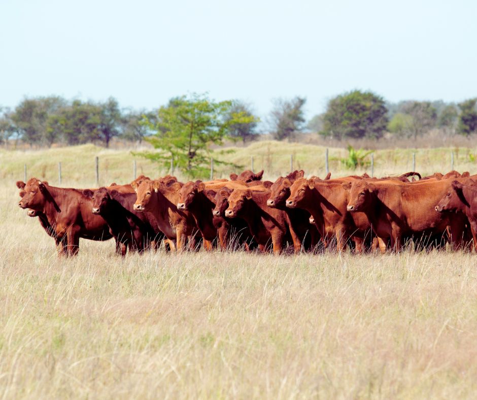 Beef cattle herd on dry pasture