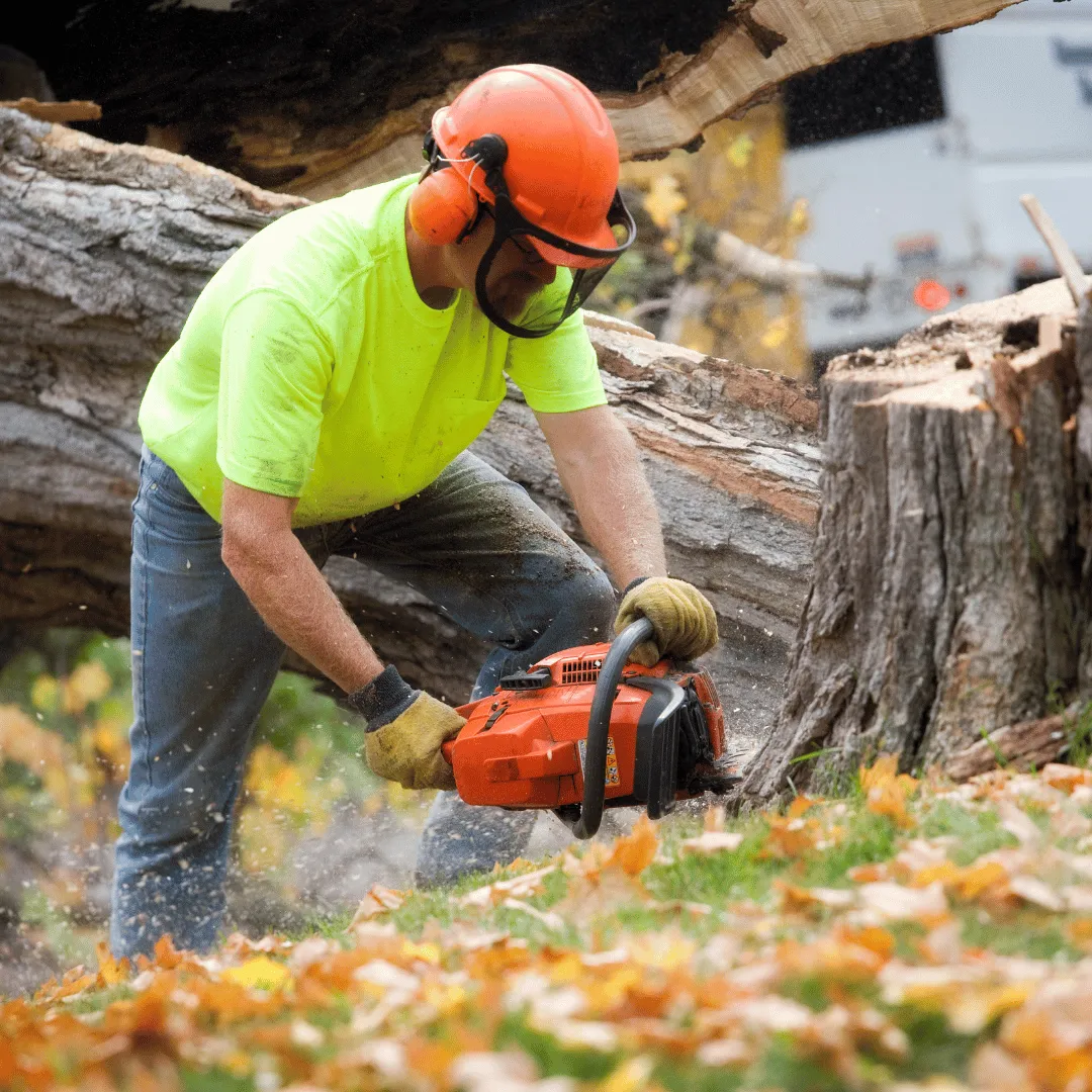 arborist