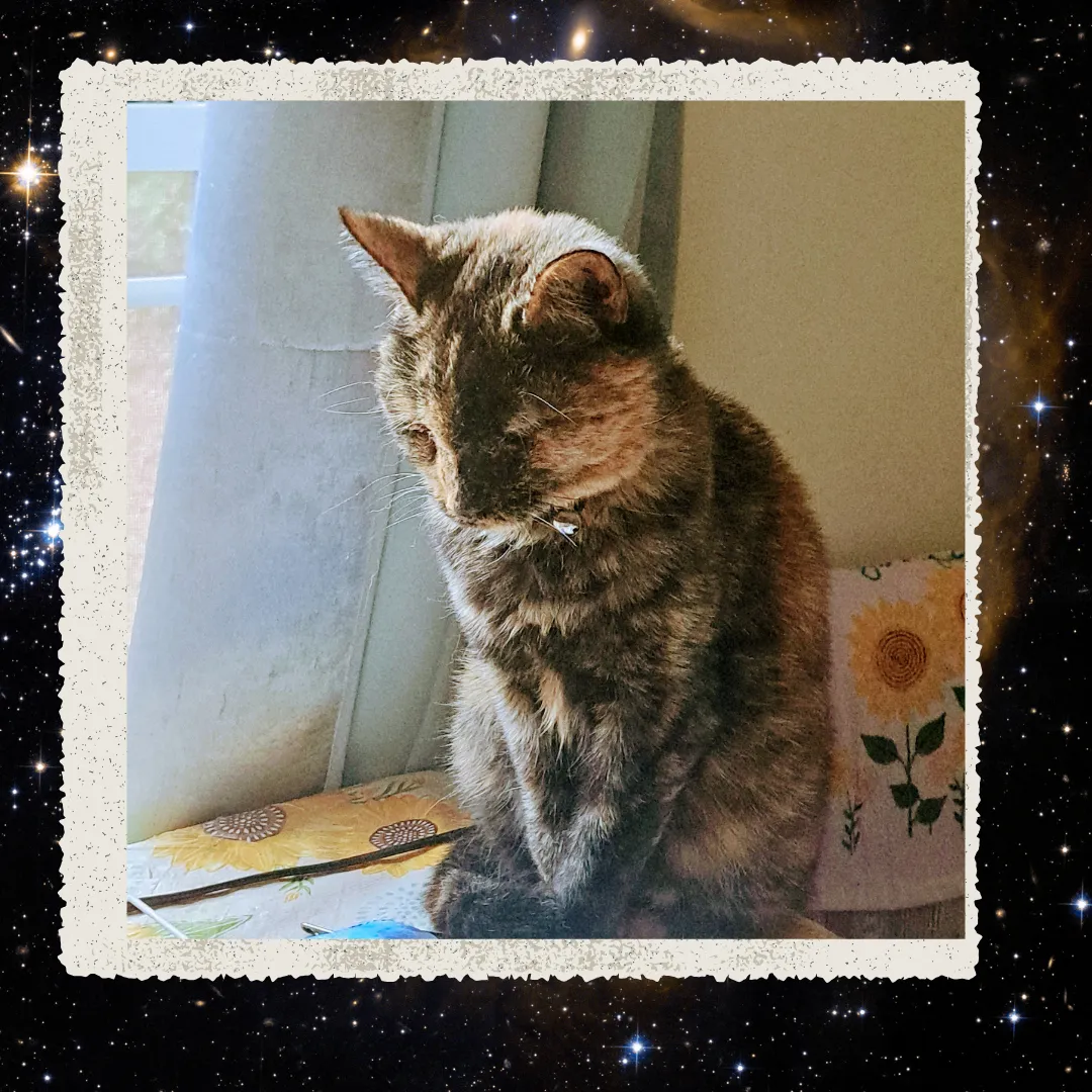 Twitch, a tortoiseshell cat, sits, looking wise
