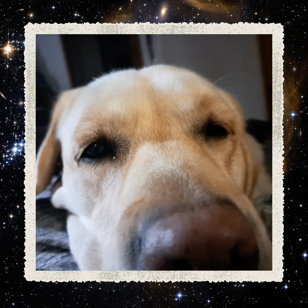 Nuget, a yellow Lab, is nose-to-camera close
