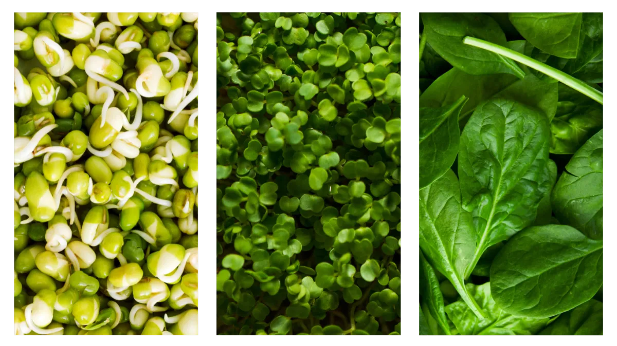 difference between sprouts and microgreens