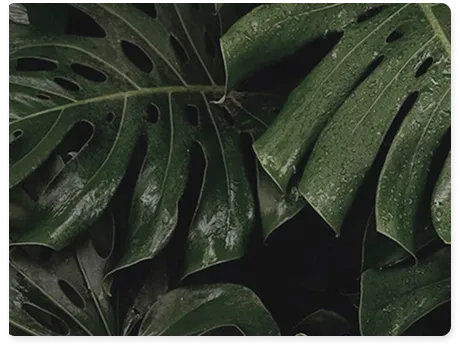 Symbolic close-up of green tropical leaves representing natural growth and guided simplicity — reflecting TaxSmart AI's IRS-compliant R&D credit survey powered by artificial intelligence.