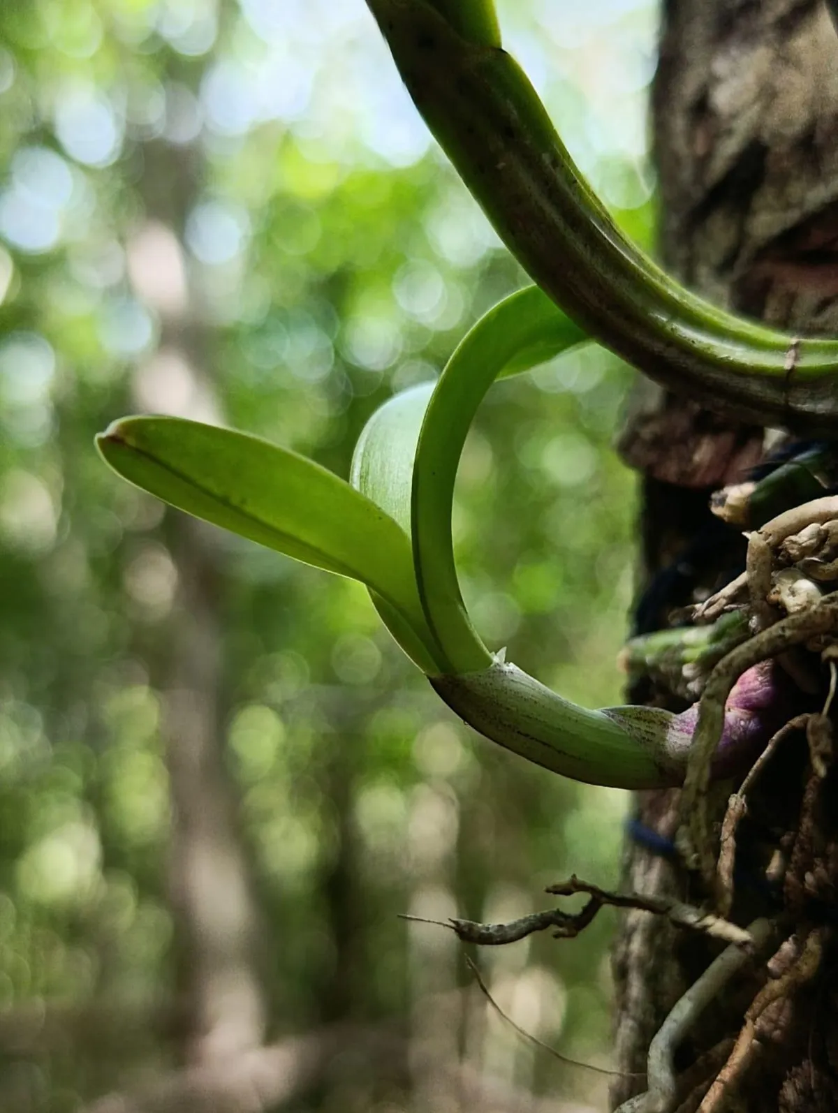 orchid