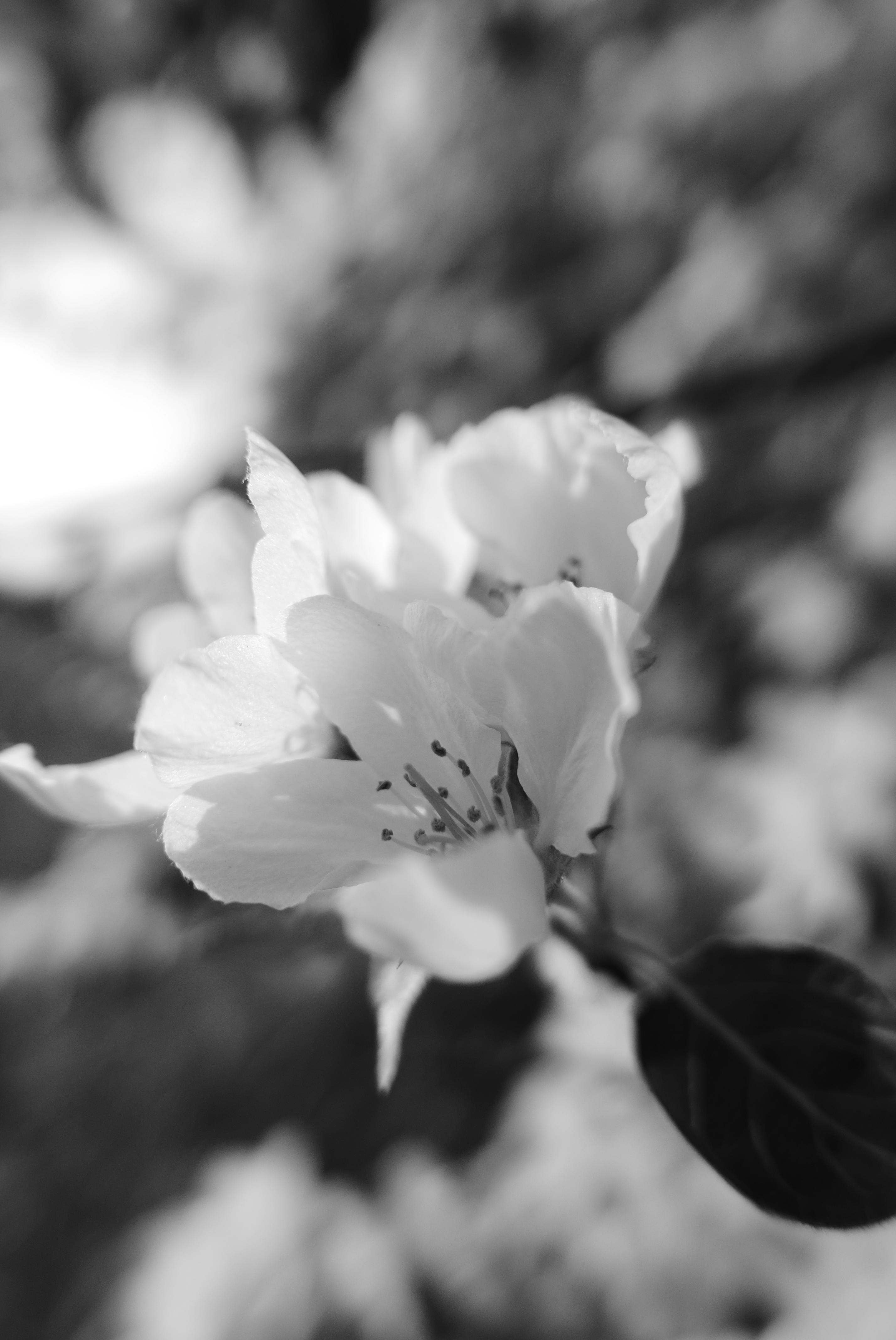 Fleurs de Bach