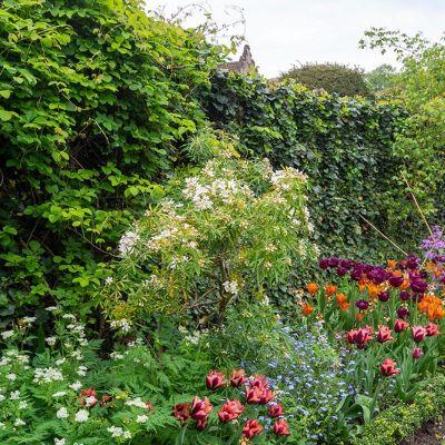Shaping Hedges and Borders