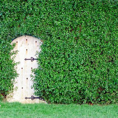 Shaping and Resizing Bushes
