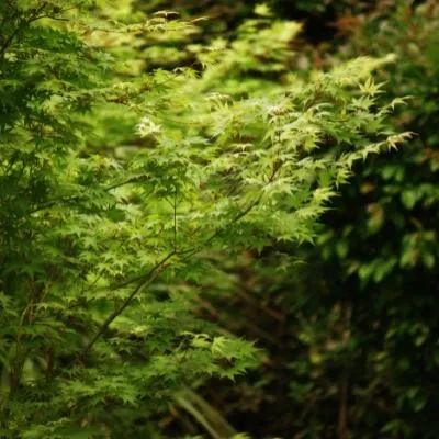 Clearing Overgrown Spots