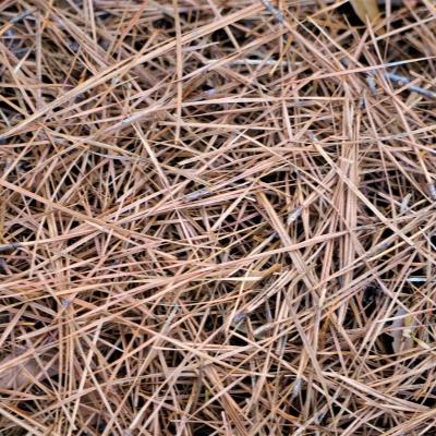 Pine Straw Placement