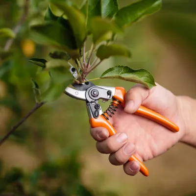 Light Pruning