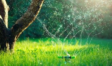 watering grass