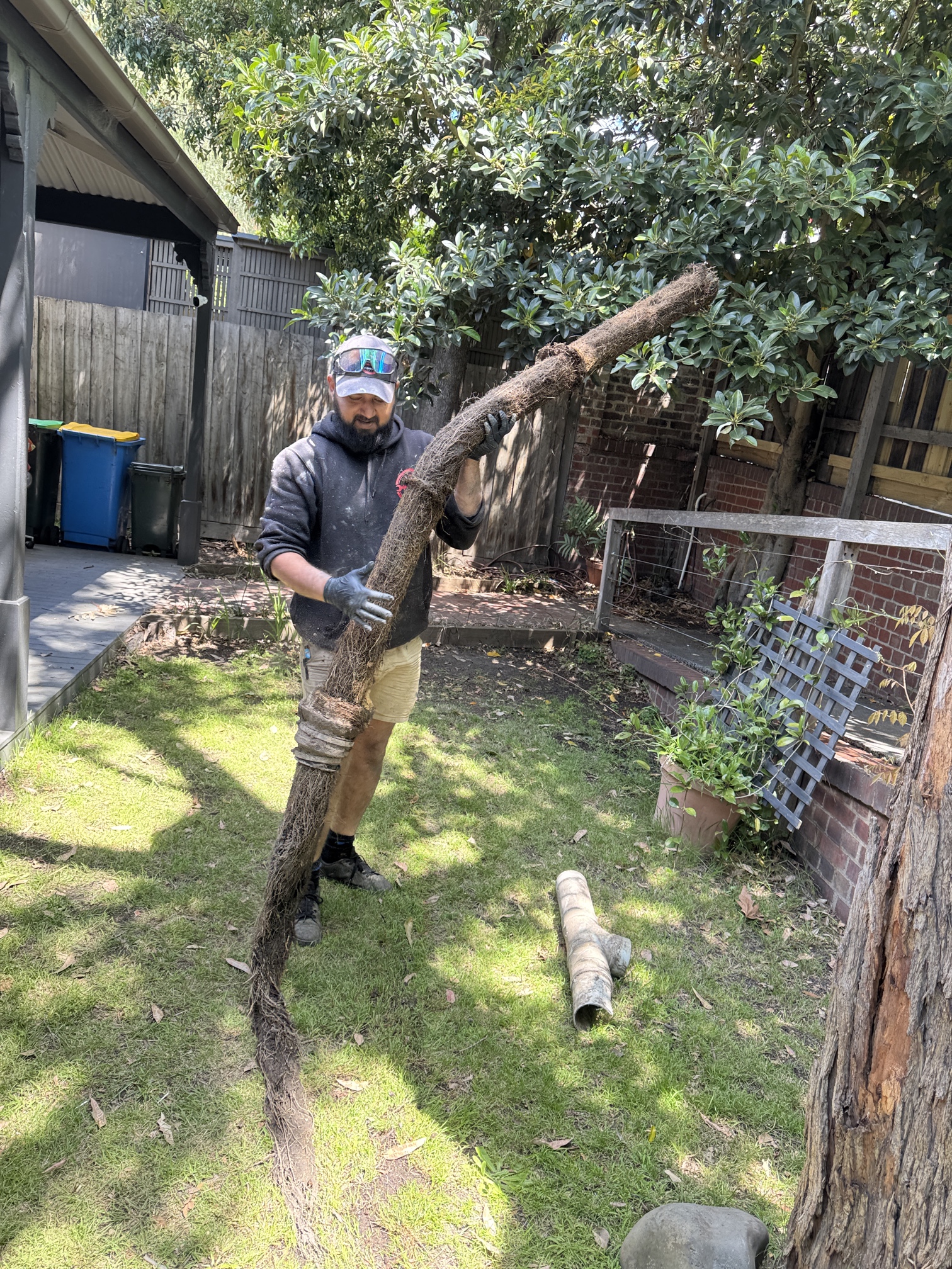 plumber holding tree roots which he removed from drain