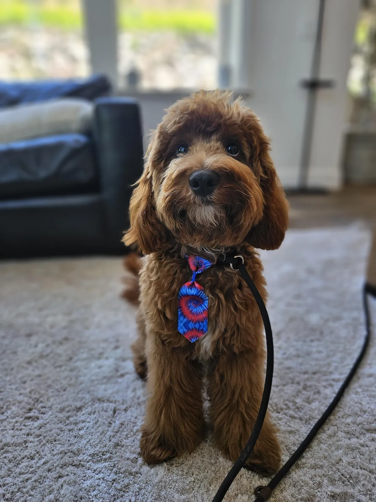 Red dog sitting wearing a tie