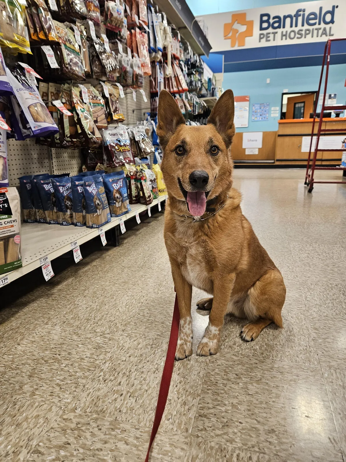 Red dog sitting at the pet store wearing a red leash