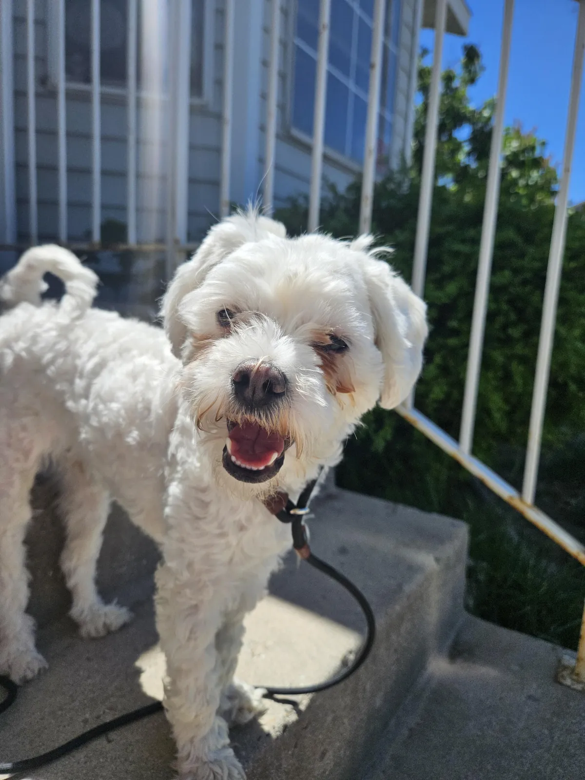 White dog standing outside on the steps