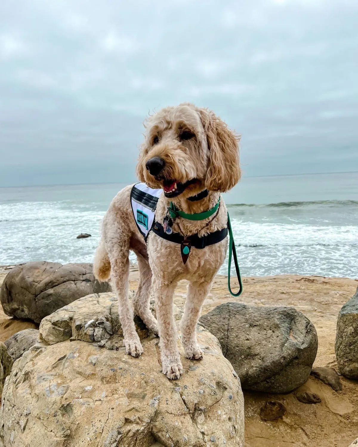 White cream goldendoodle dog standing on a rock at the beach