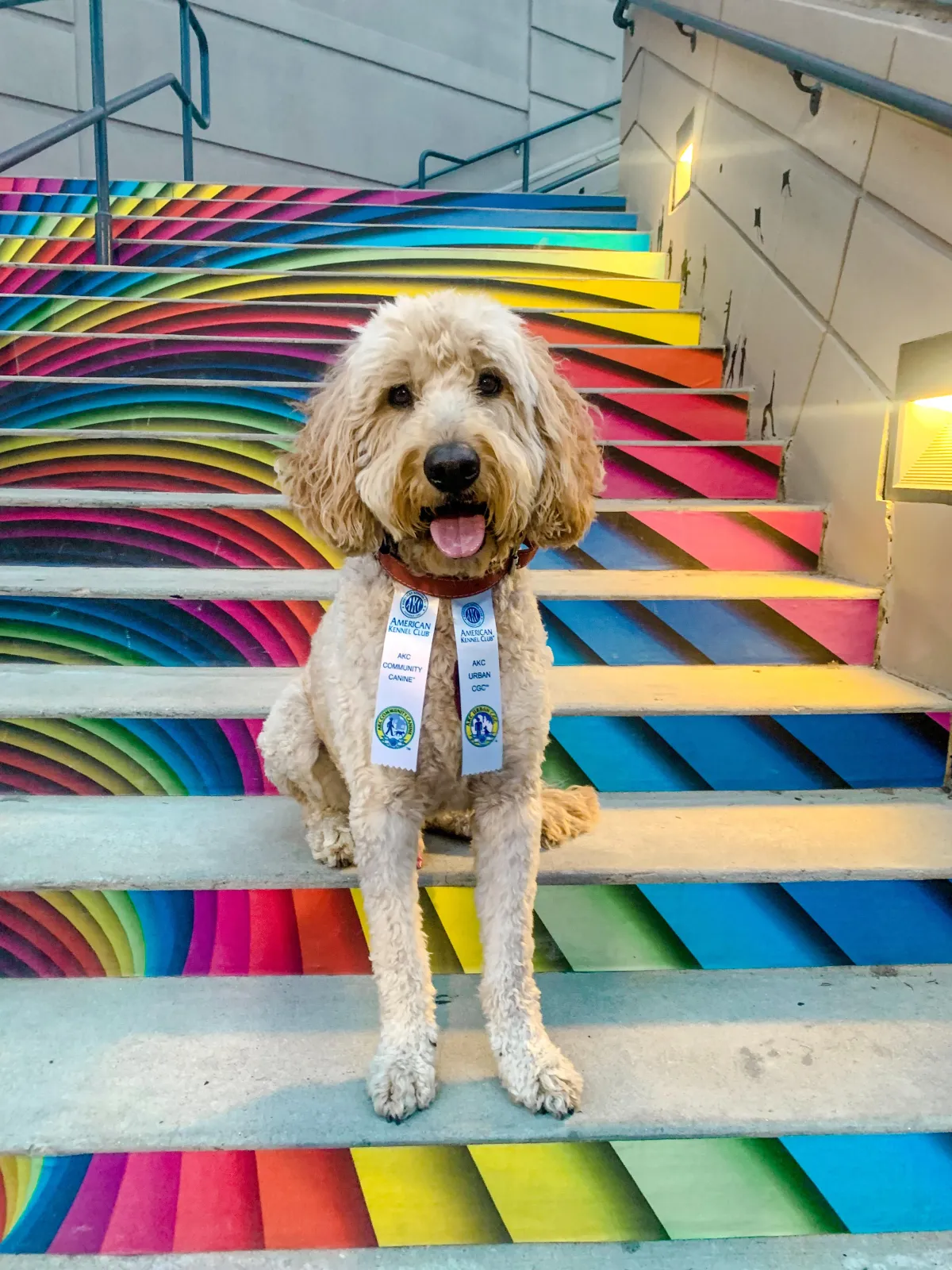 White cream goldendoodle dog sitting on colorful staircase with ribbons