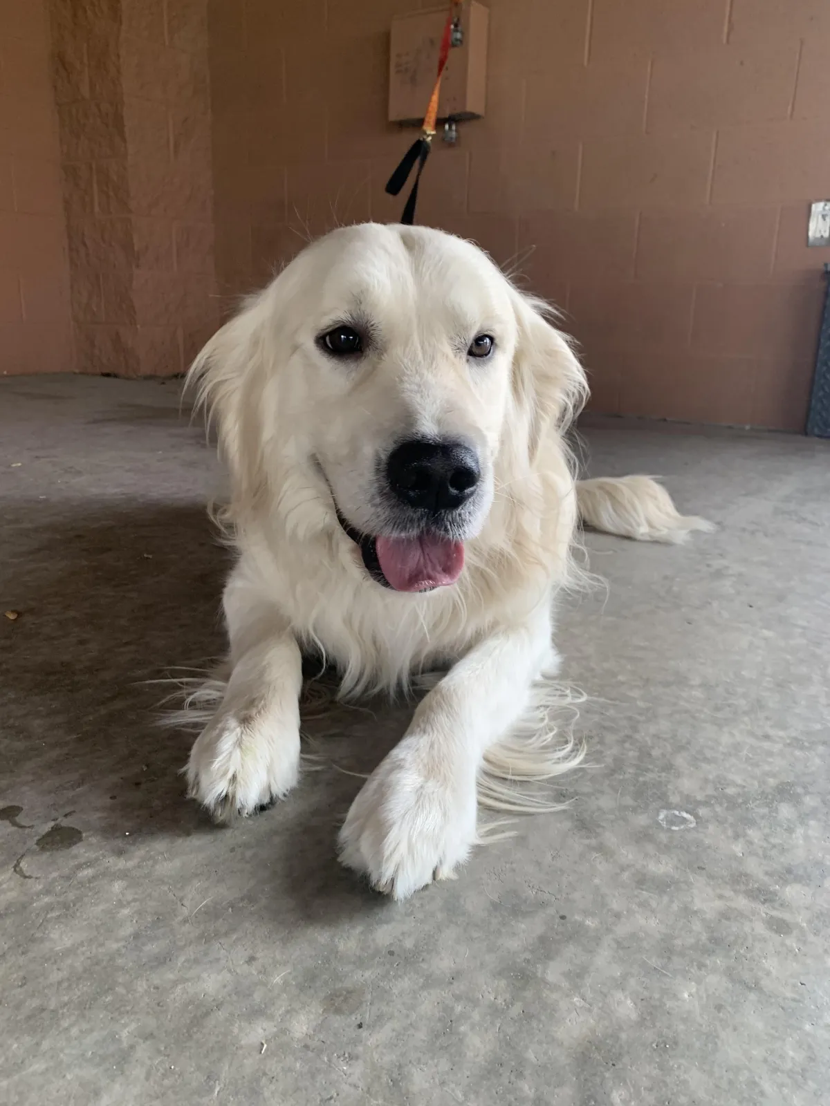 White Golden Retriever laying down