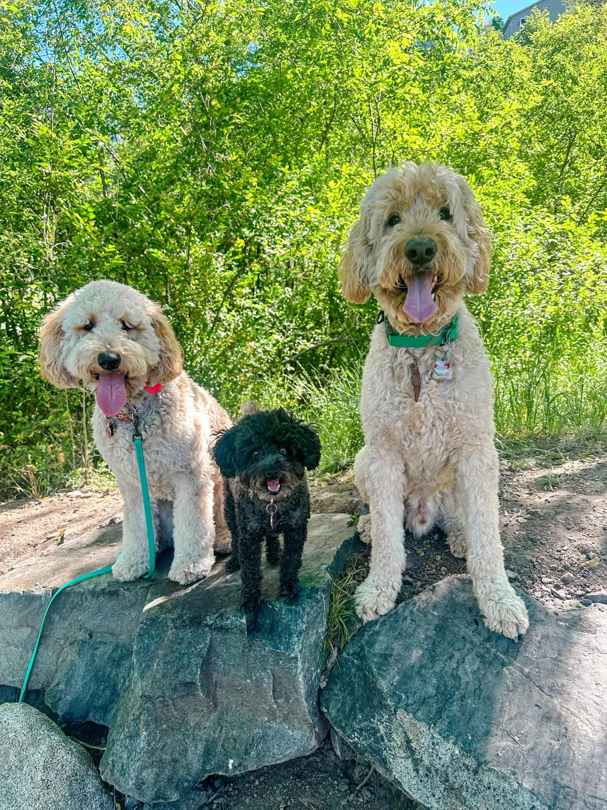 Three dogs sitting together on rocks outside