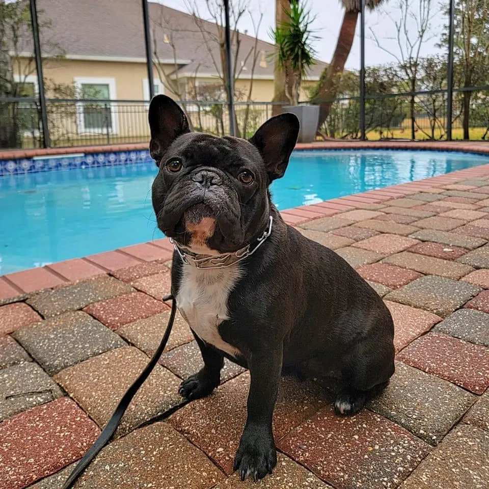 Black Frenchie dog sitting next to the poo