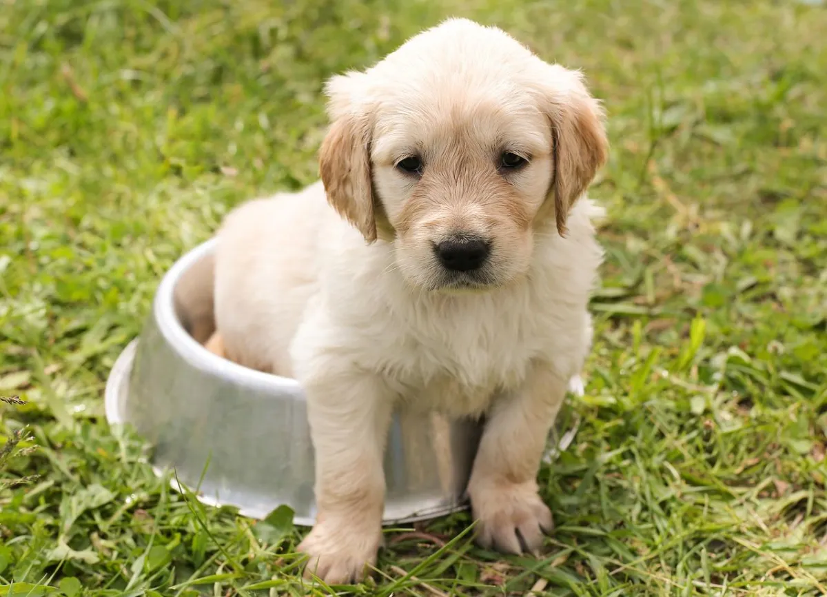 Golden Retriever puppy sitting in a dog bowl on the grass