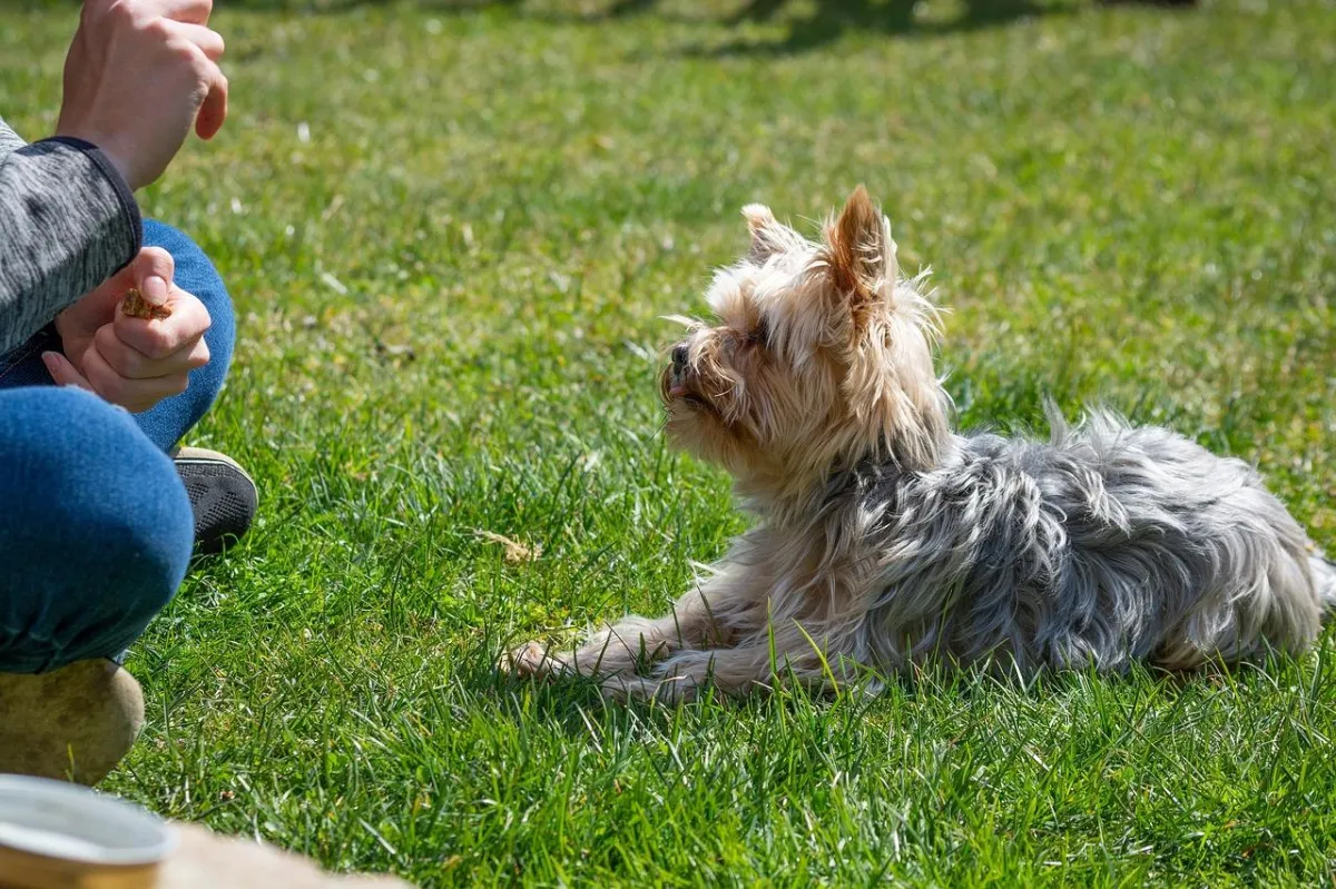 Small dog yorkie dog laying in the grass