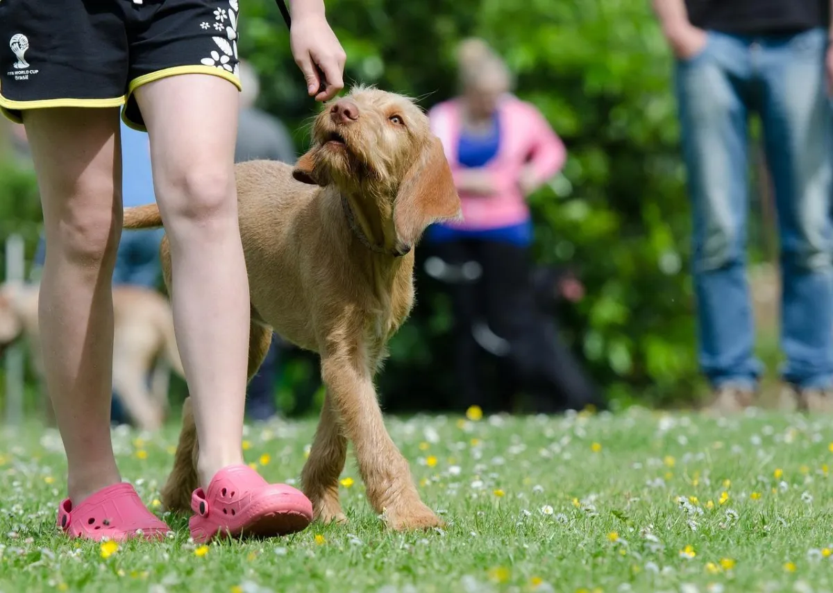 Light brown dog walking and heeling next to owner