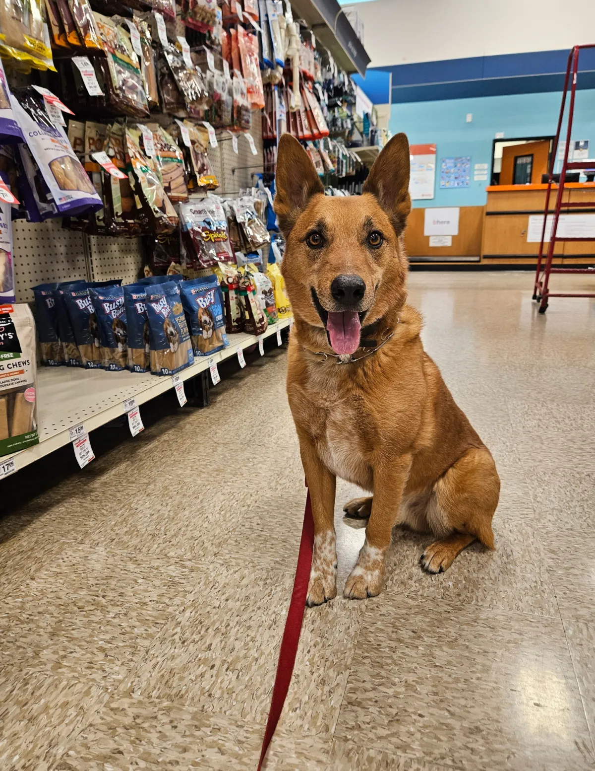 Red dog sitting at the pet store wearing a red leash