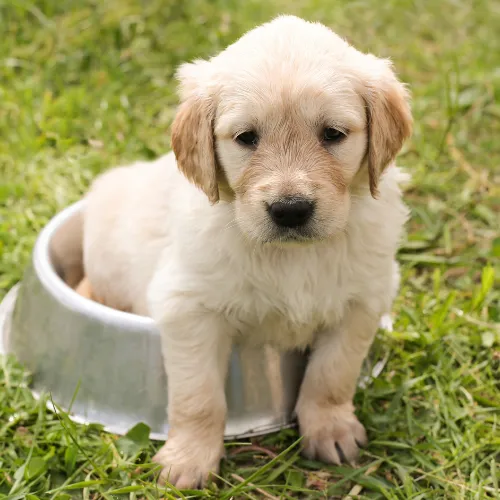 Golden Retriever puppy sitting in a dog bowl on the grass