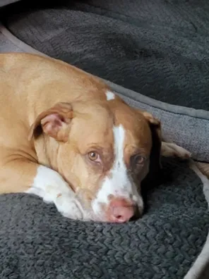 Picture of Dog Laying on a Mat