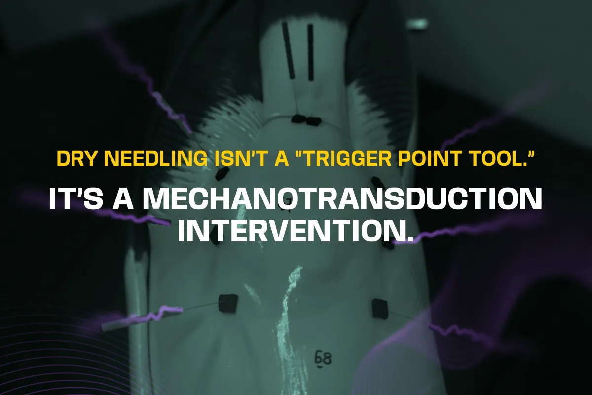 Dry Needling Isn’t a “Trigger Point Tool.” It’s a Mechanotransduction Intervention.